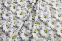 DUCK Интерьерная ткань 180см Лилии